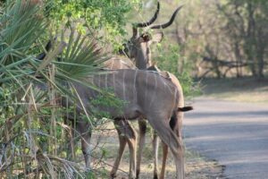 2-Day Camping Safari in Chobe National Park from Victoria Falls - Two game drives in Chobe: the tracking advantage in a small group