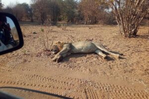 5-Day Explore Zimbabwe, Zambia and Botswana - Where you stay: Dzimbahwe Guest Lodge and a practical base