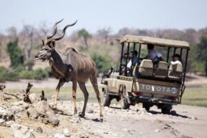 6-day Hwange, Chobe & Victoria Falls Combo - Days 2–3: Hwange full-day safaris from the Main Camp gate