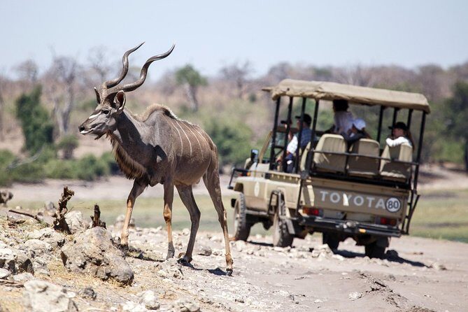 6-day Hwange, Chobe & Victoria Falls Combo - Days 2–3: Hwange full-day safaris from the Main Camp gate