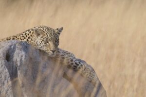 8 Day Chobe NP, Elephant Sands, Okavango Delta & Victoria Falls - Elephant Sands Lodge: why 05:30 matters for cat chances