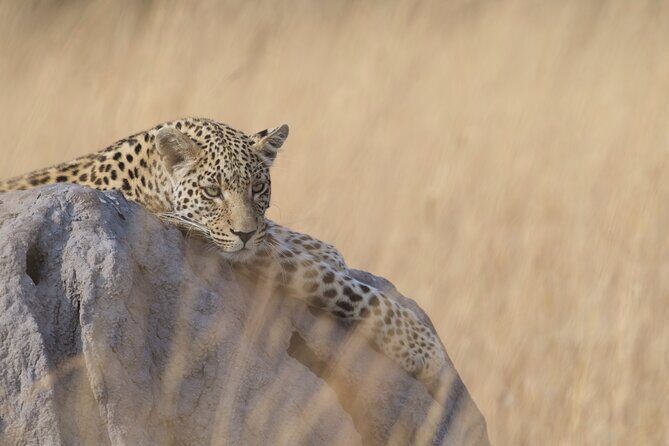 8 Day Chobe NP, Elephant Sands, Okavango Delta & Victoria Falls - Elephant Sands Lodge: why 05:30 matters for cat chances