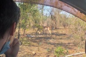 Airport, Hotel and local transfers in Victoria Falls - The Airport-to-Hotel Drive Through Wildlife Country