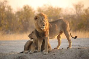 Chobe Day Trip - From Vic Falls - With Lunch (Buffet) - The border day reality: logistics before you even see animals