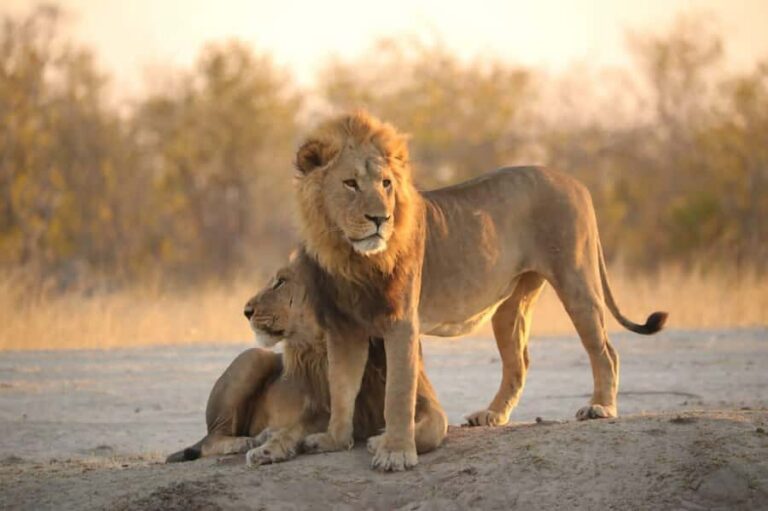 Chobe Day Trip - From Vic Falls - With Lunch (Buffet) - The border day reality: logistics before you even see animals
