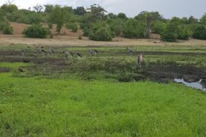 Chobe Full Day Safari in Chobe - Why Chobe from Victoria Falls makes such a good wildlife day