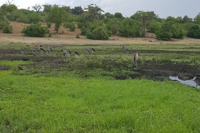 Chobe Full Day Safari in Chobe - Why Chobe from Victoria Falls makes such a good wildlife day