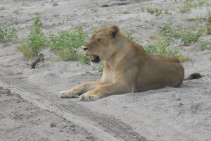 Chobe Full Day Safari Trip - Crossing at Kazungula: How to Keep the Day on Track