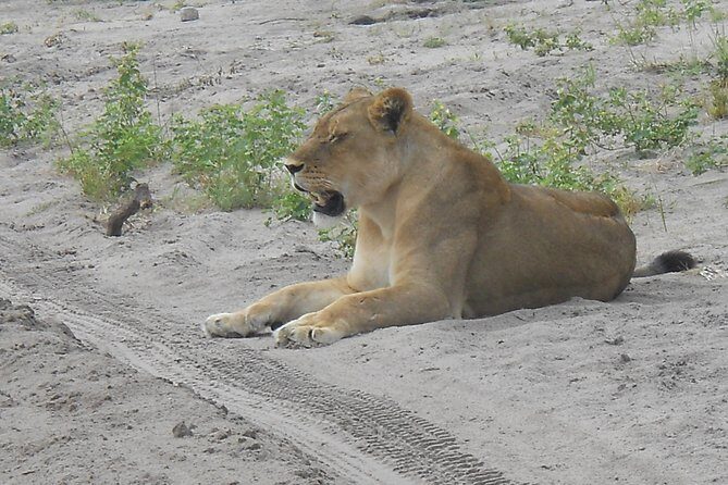 Chobe Full Day Safari Trip - Crossing at Kazungula: How to Keep the Day on Track