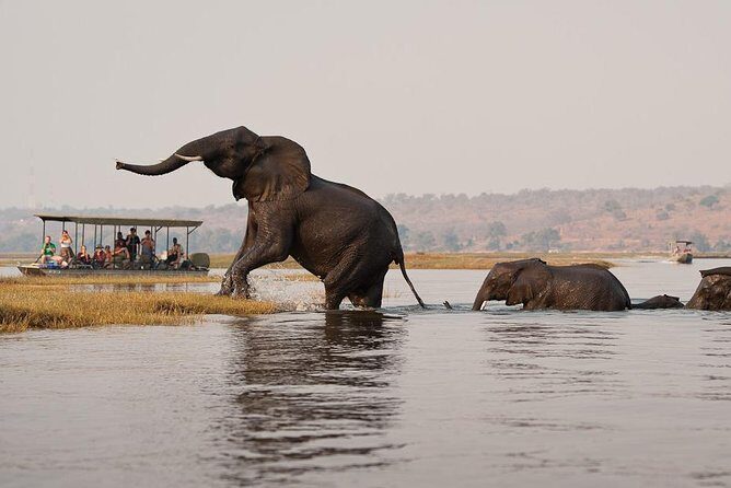 Chobe Full Day Trip From Victoria Falls - Morning Game Drive in Chobe National Park: What You’re Actually Chasing