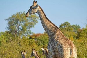 Chobe National Park from Victoria Falls - Morning logistics from Victoria Falls Hotel at 7:00