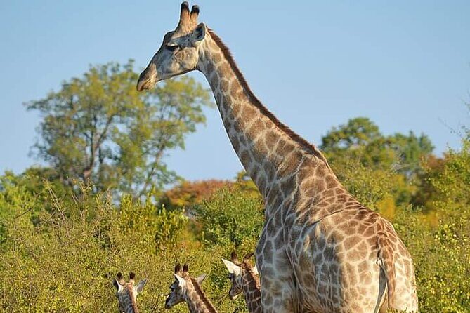Chobe National Park from Victoria Falls - Morning logistics from Victoria Falls Hotel at 7:00
