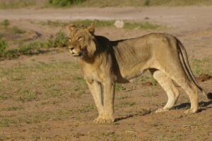 Chobe National Park Full Day Safari (Botswana) - Chobe Safari Lodge Stop: Where the Day Gets Its Pace