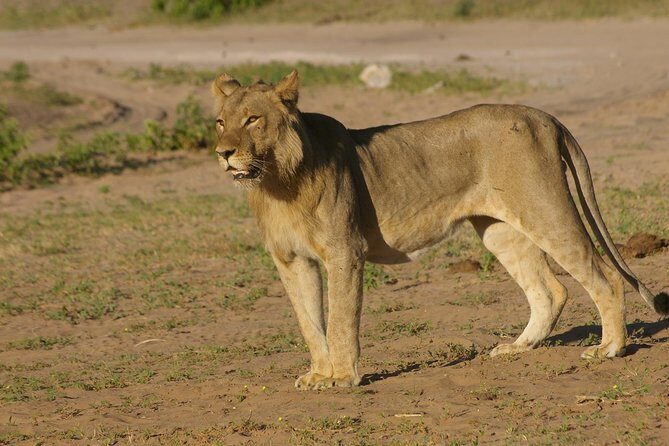 Chobe National Park Full Day Safari (Botswana) - Chobe Safari Lodge Stop: Where the Day Gets Its Pace