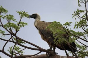Chobe National Park: Game Drive, Boat Tour, and Lunch - Chobe Game Drive in an Open Vehicle: Where You Spot Animals Fast