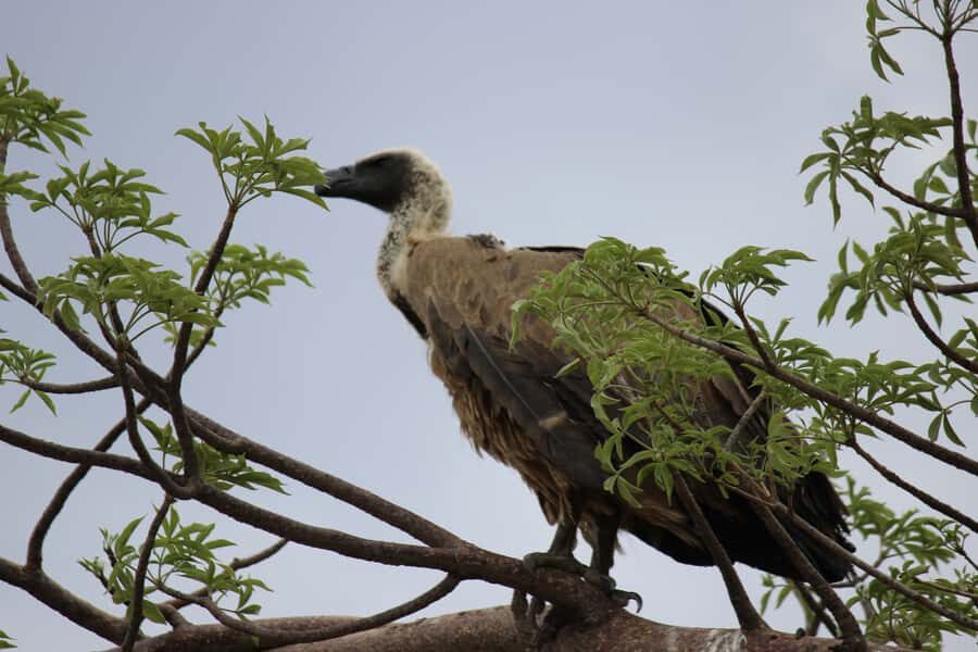 Chobe National Park: Game Drive, Boat Tour, and Lunch - Chobe Game Drive in an Open Vehicle: Where You Spot Animals Fast