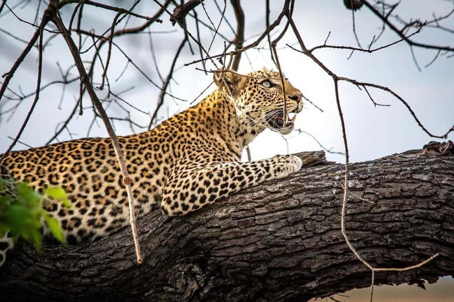 From Kasane: Chobe National Park Full Day Wildlife Safari - Afternoon open-4x4 game drive: the real test for the Big Five search