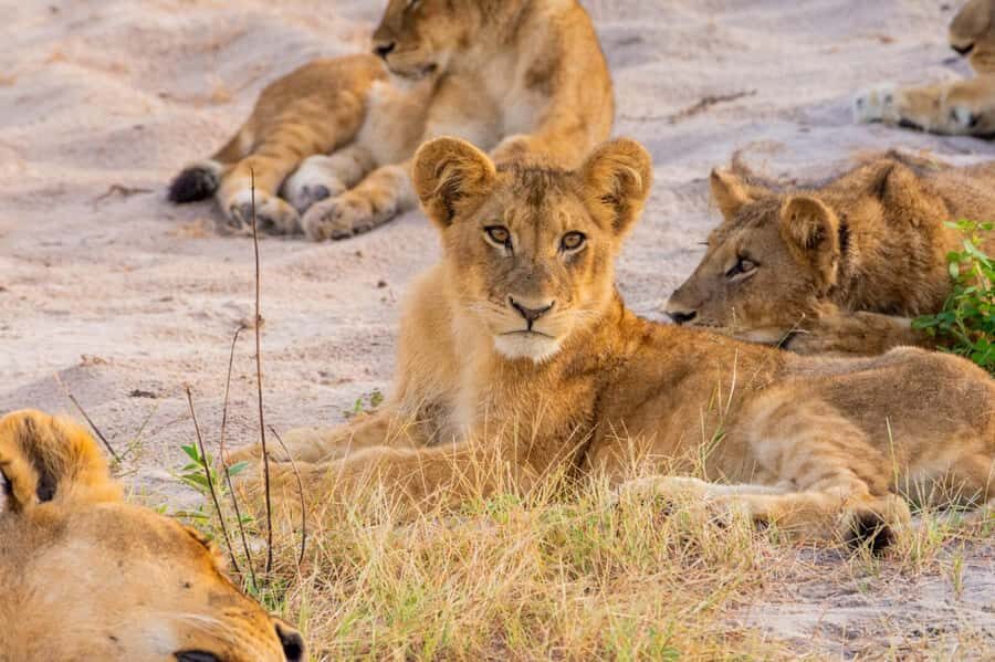 From Kasane: Chobe National Park Full Day Wildlife Safari - Getting to Chobe from Kasane: simple logistics, focused time