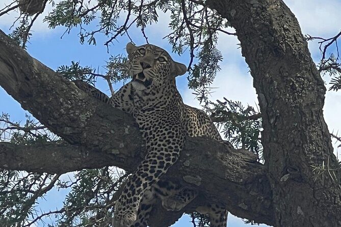 From Victoria Falls: Chobe National Park Small Group Tour - Key points you’ll actually care about