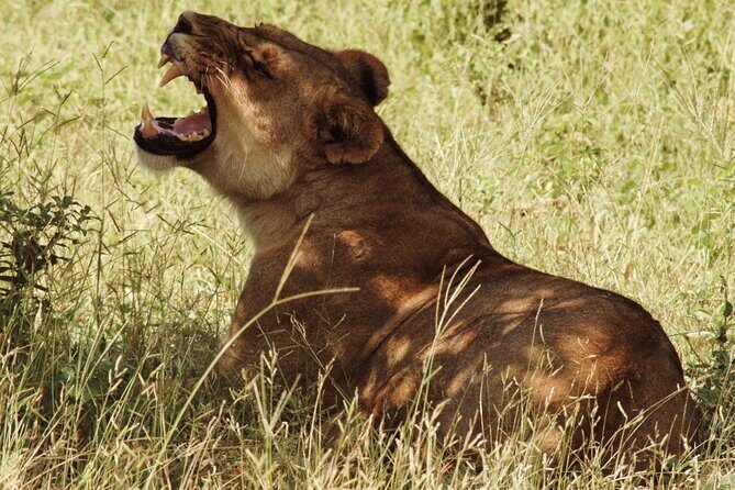 From Victoria Falls: Chobe National Park Small Group Tour - From Victoria Falls to Chobe: how the day starts and why it matters