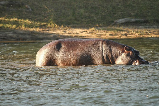From Victoria Falls: Chobe National Park Small Group Tour - Half-day vs full-day vs extended sunrise-and-sunset schedule