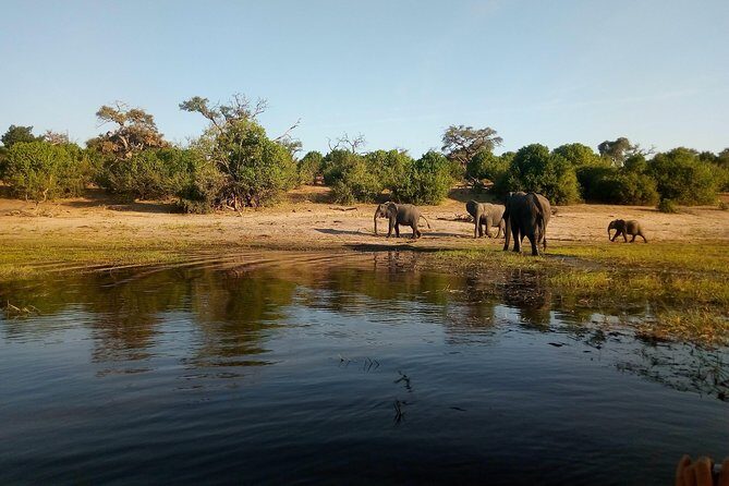From Victoria Falls: Chobe National Park Small Group Tour - Guides and real-world safari dynamics (like Mobi)