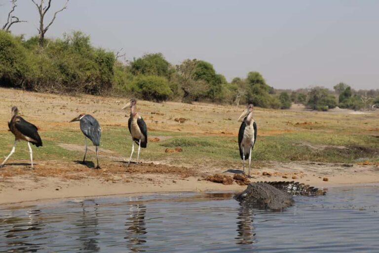 From Victoria Falls: Chobe National Park Small Group Tour - The heart of the trip: a guided 4-hour game drive in Chobe