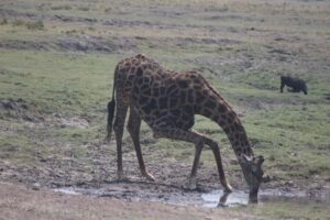 From Victoria Falls: Sunrise to Sunset Chobe Safari - Crossing into Botswana from Victoria Falls: passports, visas, and cash reality