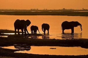 Full Day Chobe National Park Big 5 Safari - The Animals You Can Plan For (Including the Big Predators)