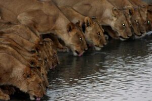 Full Day Hwange Day Trip - Victoria Falls pickup at 05:30 and the long road south