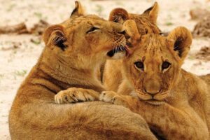 Hwange National Park Full Day Game Drive Safari - Inside Hwange: what 8 hours of game drives really means
