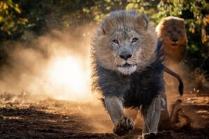 Lion & Wildlife Sanctuary Excursion Victoria Falls - Lions: The Secure Pride Drive and the Eye-Level Feeding Moment