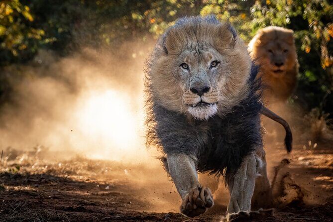 Lion & Wildlife Sanctuary Excursion Victoria Falls - Lions: The Secure Pride Drive and the Eye-Level Feeding Moment