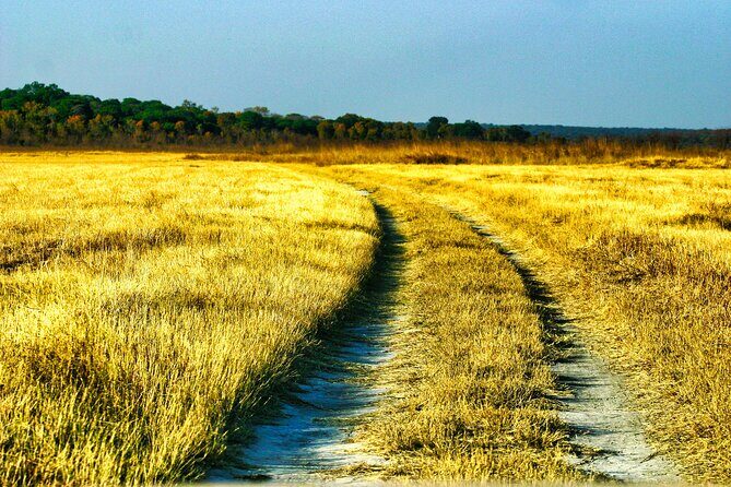 Safari Game Drive in the Savannah with Hotel pickup 3 times daily - Who This Safari Drive Fits Best