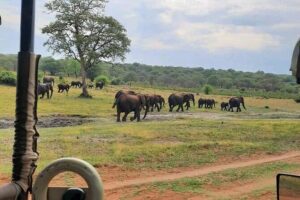 Safari Game Drive in Zambezi National Park - Morning vs afternoon: picking the best wildlife rhythm