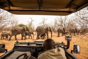 Small Group: Zambezi National Park Guided Game Drive - Morning at 0600 or afternoon at 1500: how the timing shapes your experience