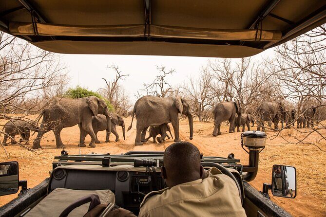 Small Group: Zambezi National Park Guided Game Drive - Morning at 0600 or afternoon at 1500: how the timing shapes your experience