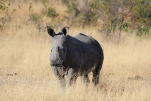 The Best of Matobo - Pickup, Timing, and How the Day Flows from 9:00 am