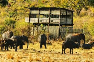 Unique Safari Game Drives in Zambezi National Park, 4 Options - The open 4x4 game viewer: what it’s like in the bush