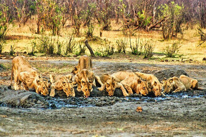 Unique Safari Game Drives in Zambezi National Park, 4 Options - Food quality is part of the value here (not just a snack)