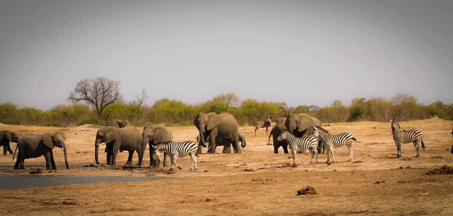 Victoria Falls: Chobe National Park Day Trip with Lunch - Crossing Kazungula: border help plus a QuadriPoint moment