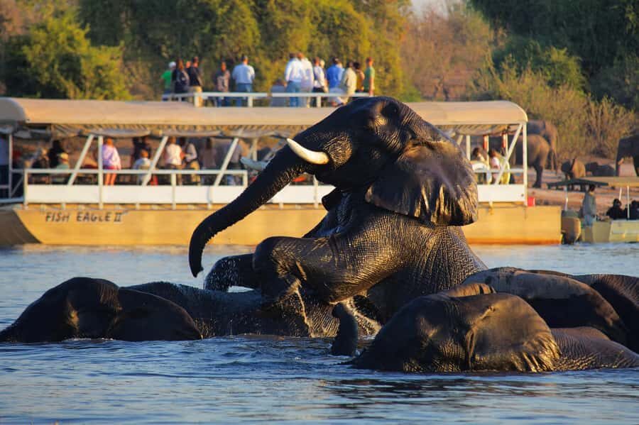 Victoria Falls: Chobe National Park Day Trip with Lunch - Lodge lunch at Chobe Safari Lodge / Chobe Marina Lodge: recharge without losing the day