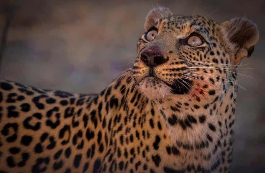 Victoria falls: Night Game Drive with 3-Course Bush Dinner - Key takeaways before you go