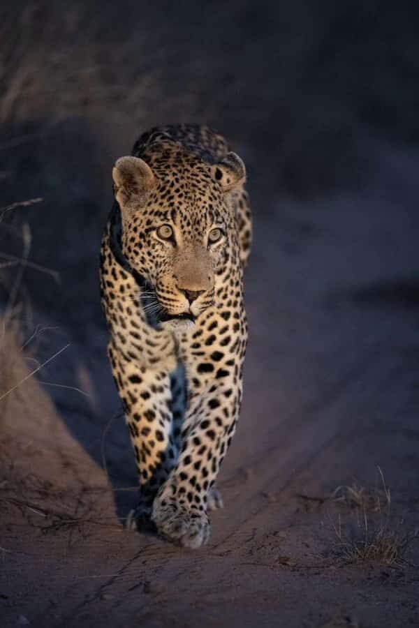 Victoria falls: Night Game Drive with 3-Course Bush Dinner - Night skies and an open-sided vehicle: the real magic here