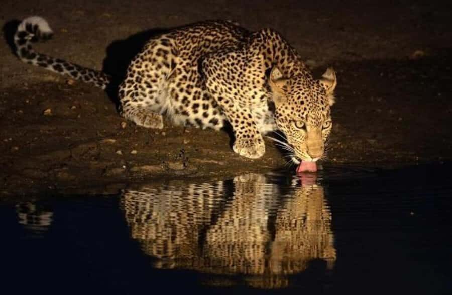 Victoria falls: Night Game Drive with 3-Course Bush Dinner - Spotting lions, leopards, and hyenas after dark
