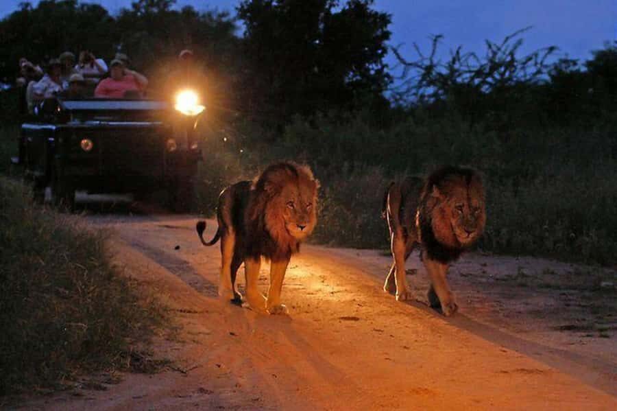 Victoria falls: Night Game Drive with 3-Course Bush Dinner - The 3-hour game plan: pickup, hunt, then dinner under the stars