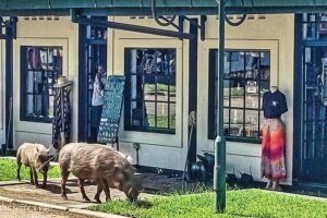 Walking Safari of Victoria Falls Town - Victoria Falls Hotel: bridge views, historic interior nods, and High Tea