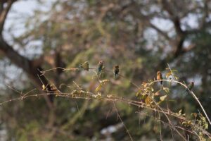 Zambezi National Park Game Drive AM /PM - Getting picked up in Victoria Falls without stress