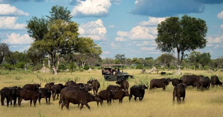 Zambezi National Park Game Drive in a Small Group - The open 4x4 setup: comfort, visibility, and why it matters