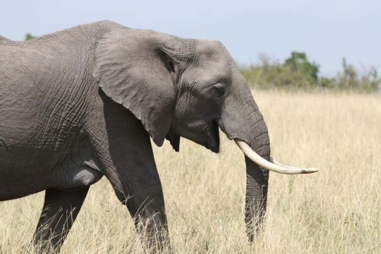 Zambezi National Park Private Wildlife Safari (4 - 10 hours) - The private 4x4 advantage: why you’ll see more than a set route